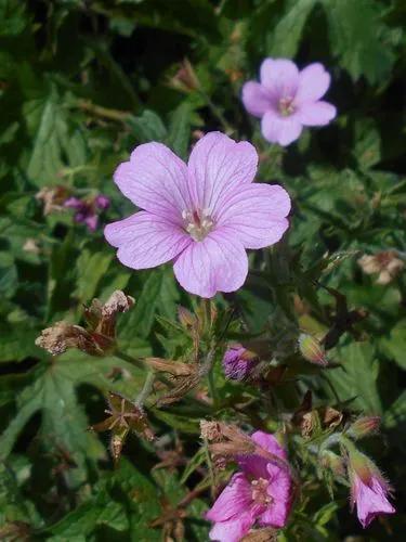 French Crane's-bill