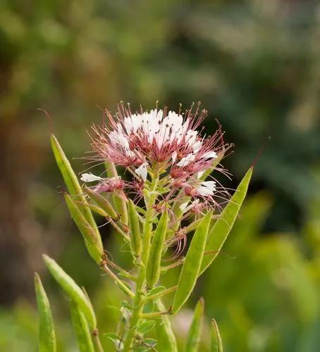 Cleome Houtteana