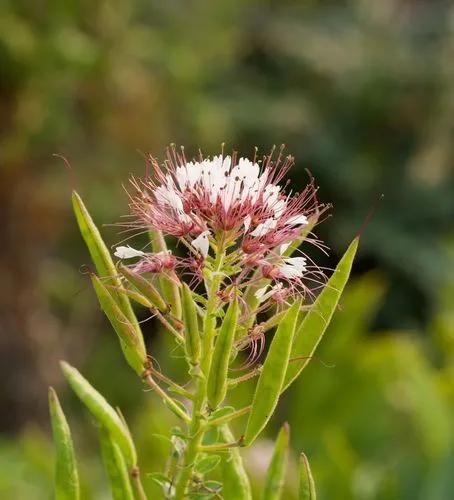 Cleome Houtteana