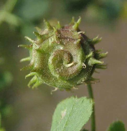 Tifton Burclover