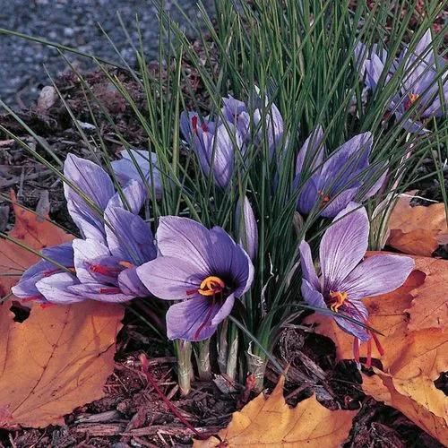 Indian-saffron