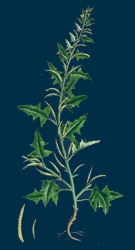 Prostrate Hedge-Mustard
