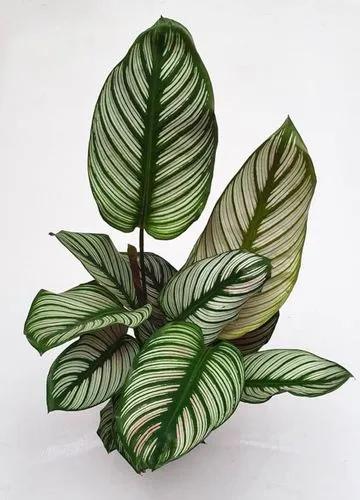 Prayer Plant 'whitestar'