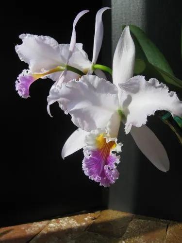 Cattleya Mendelii