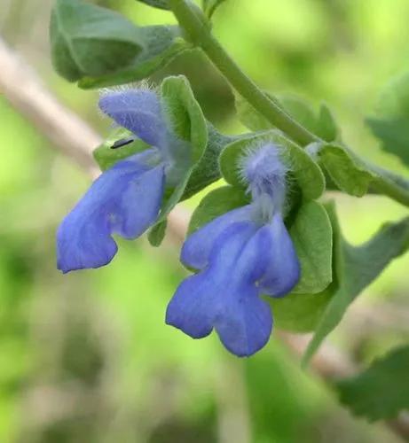 Shrubby Blue Sage