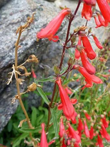 Penstemon Rostriflorus