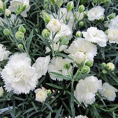 Early Bird Frosty Dianthus