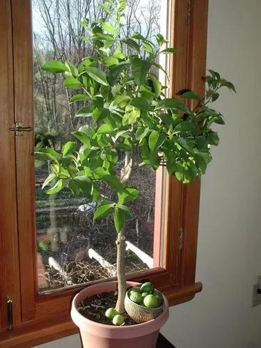 Lime Tree