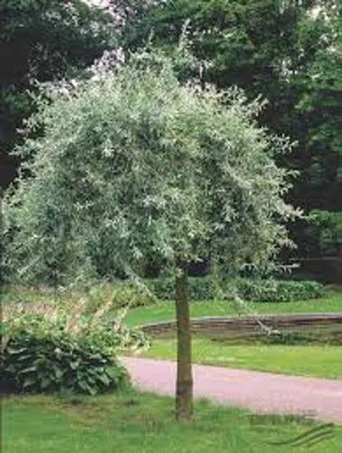 Willow-Leaved Pear