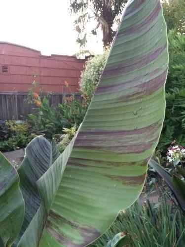 Darjeeling Banana 'red Tiger'