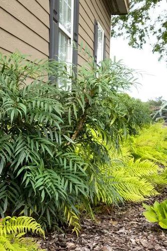 Mahonia Confusa