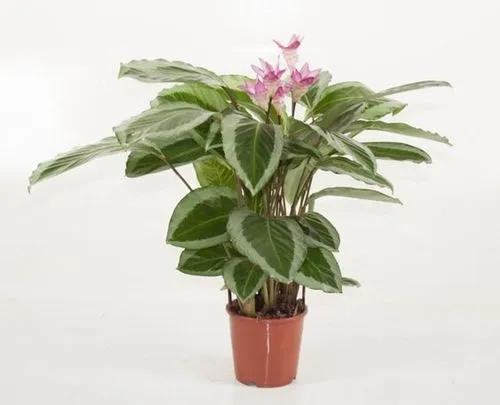 Calathea bicajoux