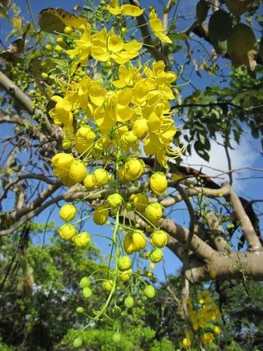 Indian-laburnum