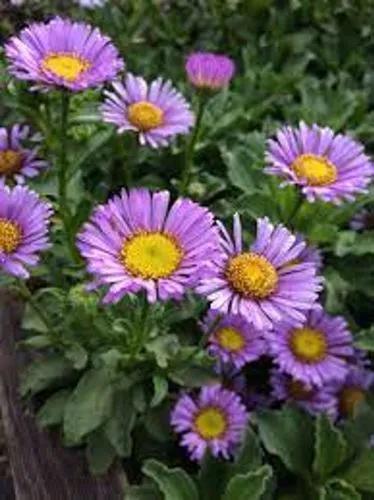 Erigeron Glaucus