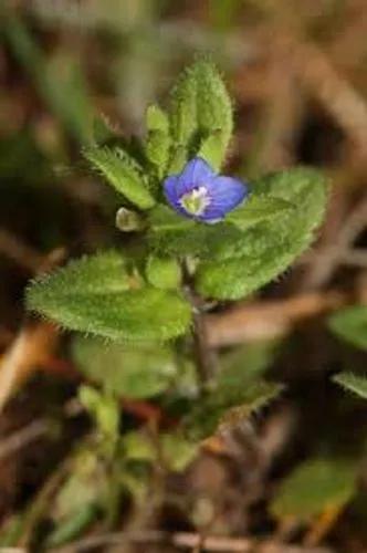 Common Speedwell; Corn Speedwell; Field Speedwell; Speedwell; Wall Speedwell