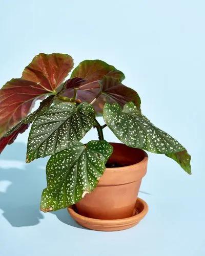 Brazilian Heart Begonia