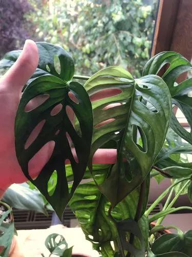 Monstera Acuminata