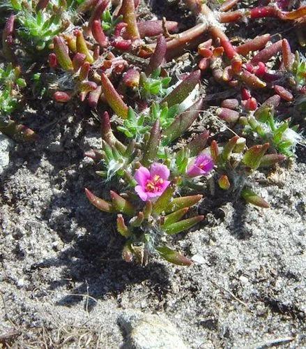 Portulaca Pilosa