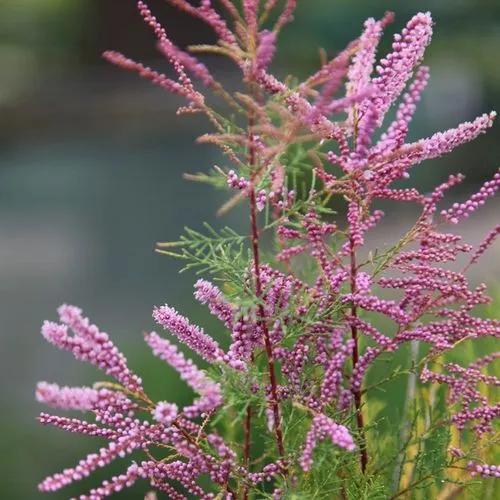 Tamarisk