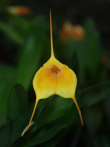 Masdevallia