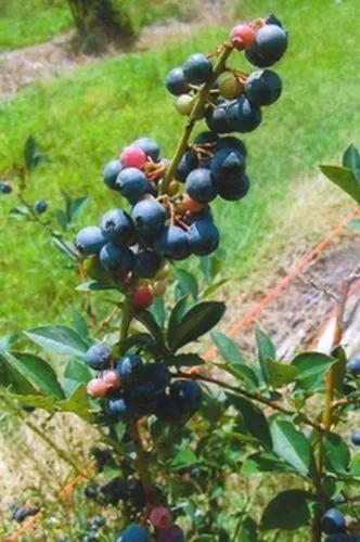 Brightwell Rabbiteye Blueberry