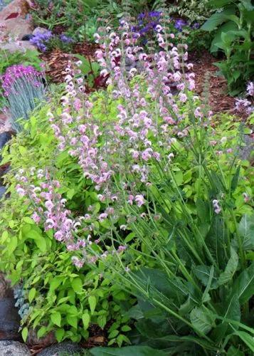 Sage 'eveline'