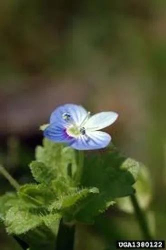 Field Speedwell, Green Field Speedwell