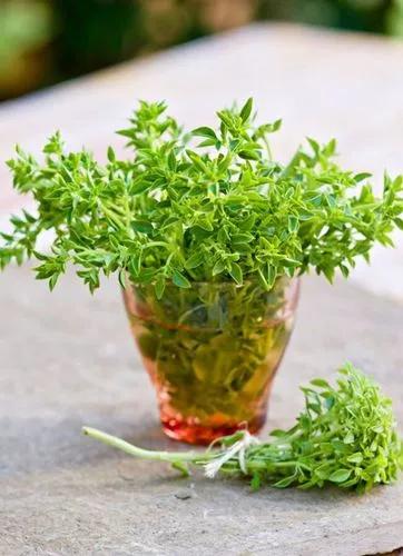 Bush basil