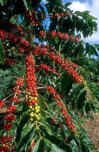 Coffee Tree