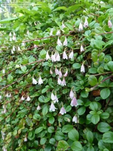 Northern Twinflower