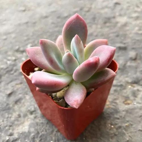 Graptoveria "Opalina"