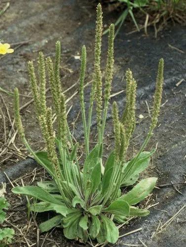 Narrow-leaf Paleseed