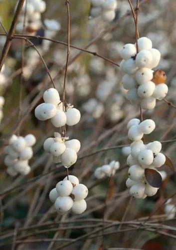 Common Snowberry