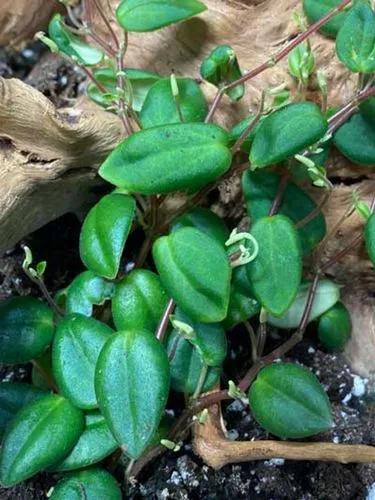 Peperomia perciliata