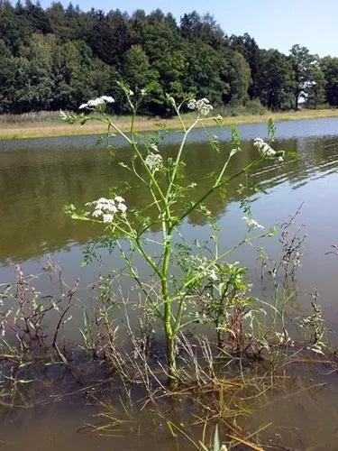 Fineleaf Waterdropwort