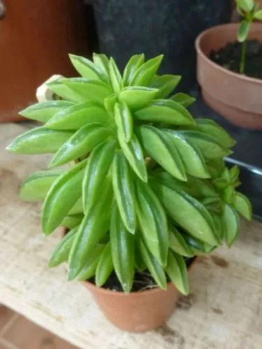 Peperomia nivalis