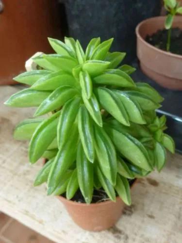 Peperomia Nivalis