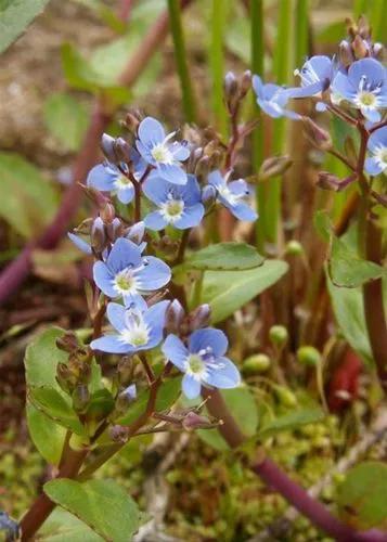 European brooklime