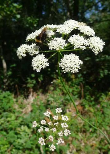 Peucedanum gallicum