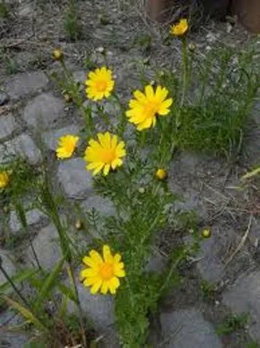 Chrysanthemum Coronarium