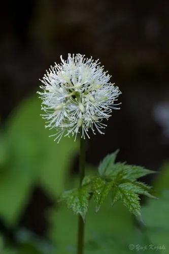 Red Baneberry