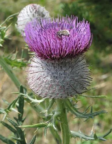 Woolly Thistle