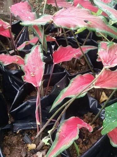 Red Ruffles Caladium