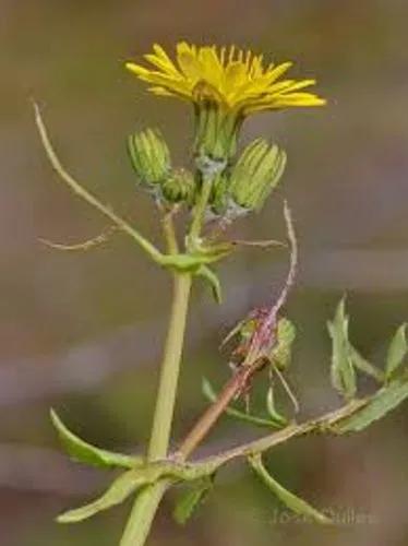 Slender Sowthistle