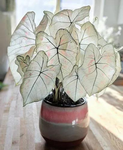 Strawberry Star Caladium