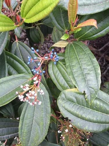 Viburnum Davidii