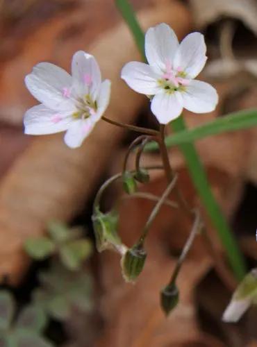 Claytonia Virginica