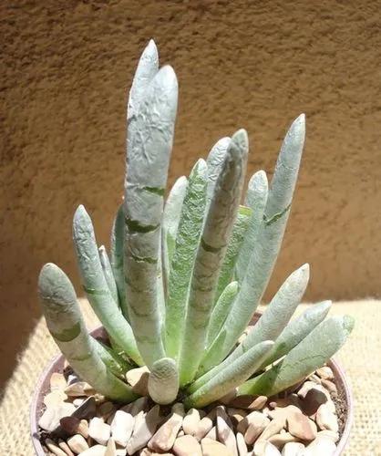Woolly Senecio