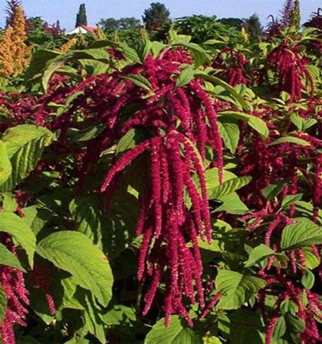 Amaranthus Thunbergii