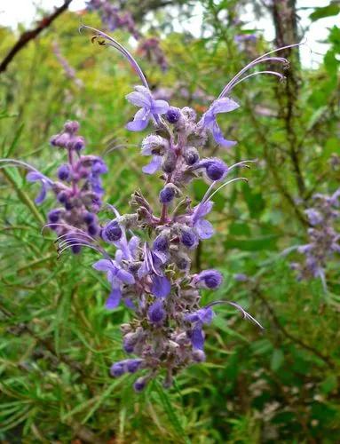 Trichostema Brachiatum